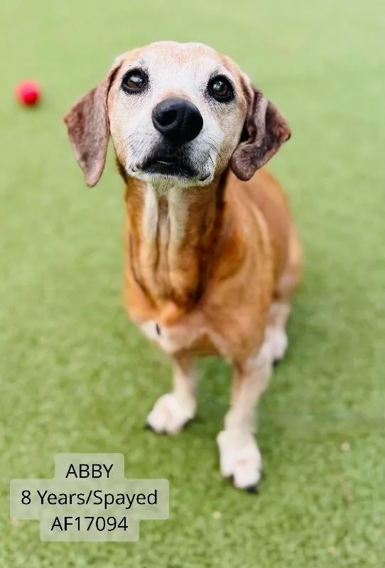 An adult medium-sized female Dachshund dog named Abby for adoption in Supply, NC