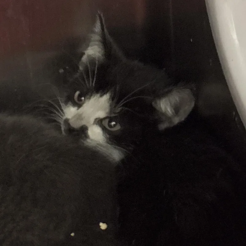 A baby small-sized female Black Domestic Short Hair cat named Sarah for adoption in Upland, CA