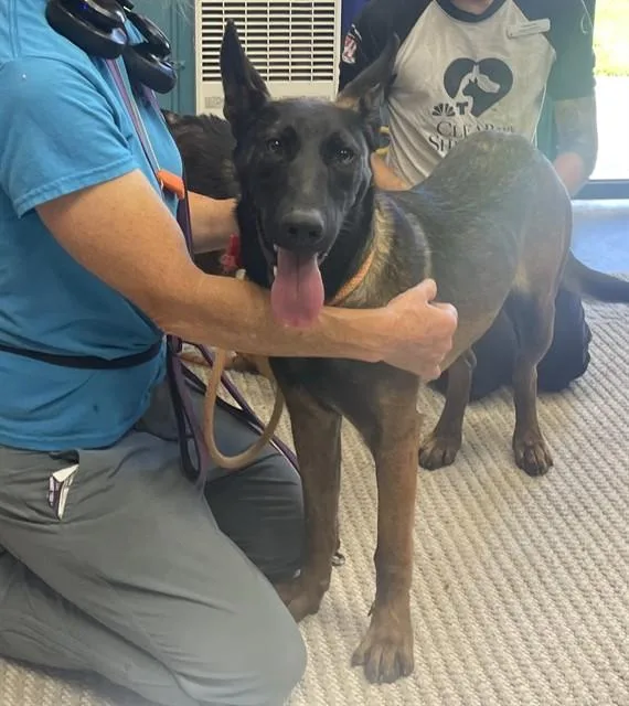 A young large-sized female Belgian Shepherd / Malinois dog named Rachel for adoption in Camarillo, CA