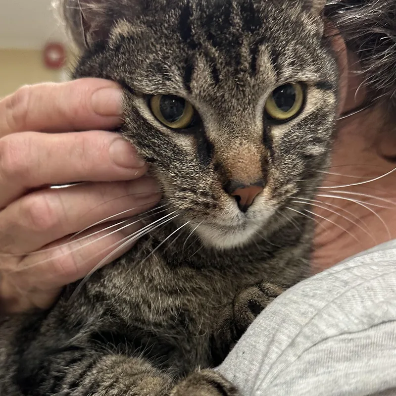 Leah Sweet Girl Lap thumbnail 2