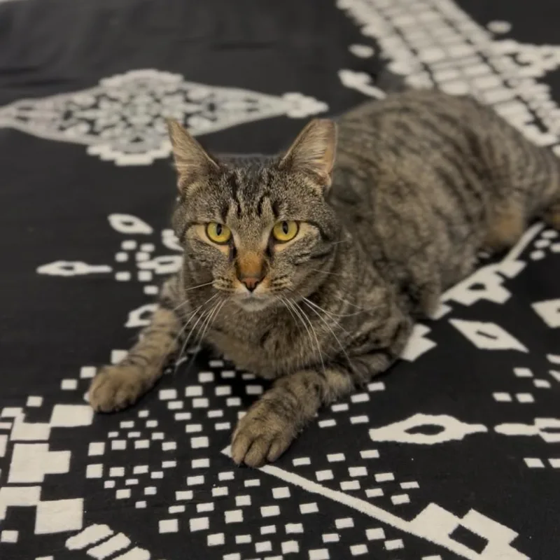 Leah Sweet Girl Lap thumbnail 3