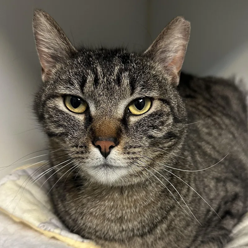 Leah Sweet Girl Lap thumbnail 5