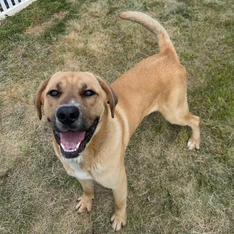 A young large-sized male Mixed Breed dog named Rocky for adoption in Mount Gilead, NC