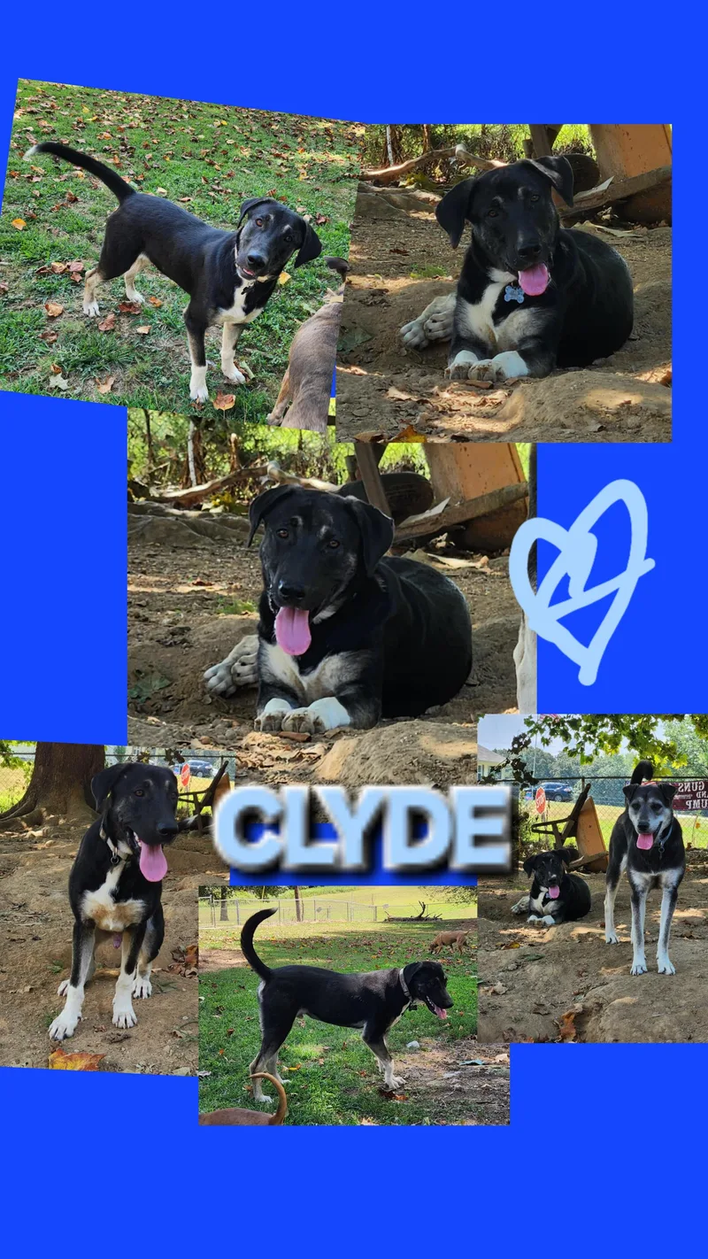 Clyde thumbnail 4