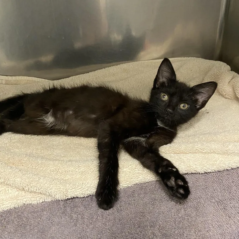 A baby small-sized female Black Domestic Short Hair cat named Tiny for adoption in Washington Township, OH
