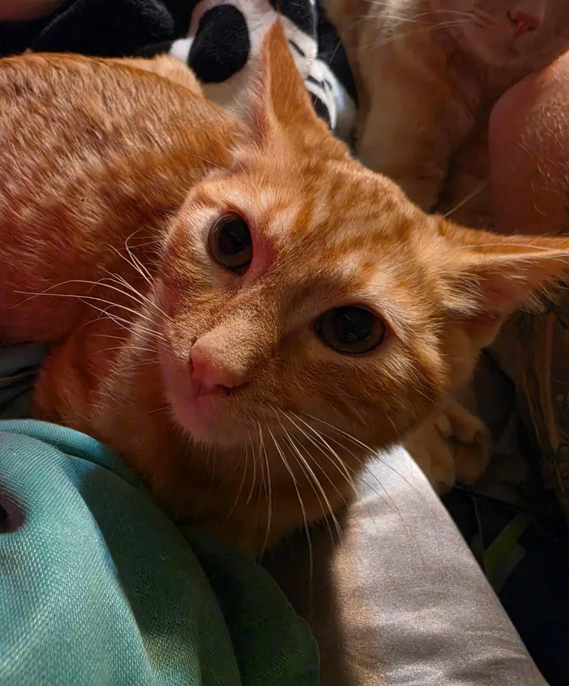 A baby medium-sized male Tabby (Orange / Red) Domestic Short Hair cat named Bentley for adoption in Overland Park, KS