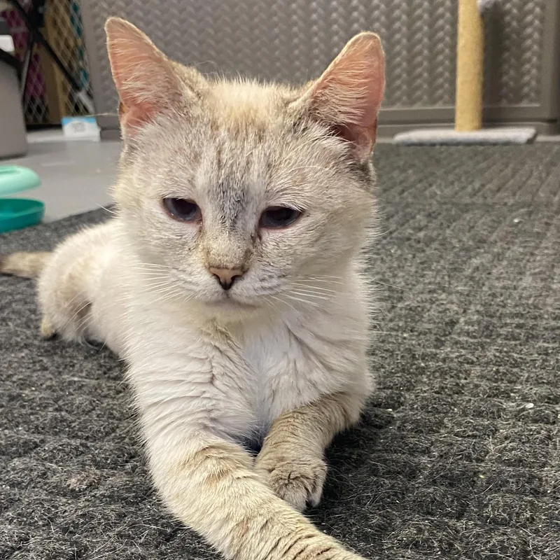 An adult medium-sized female Cream / Ivory Siamese cat named Lilac for adoption in Denver, NC