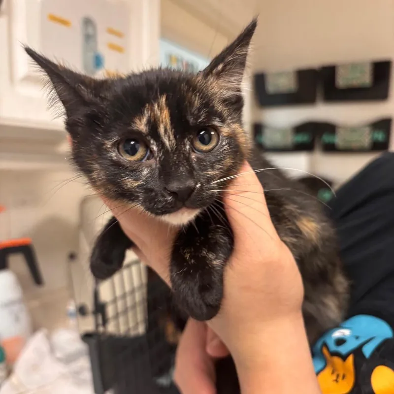 A baby small-sized female Tortoiseshell Domestic Short Hair cat named Tortuga for adoption in Fresno, CA