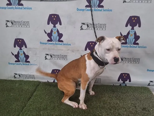 An adult large-sized male Pit Bull Terrier dog named White Head for adoption in Orlando, FL