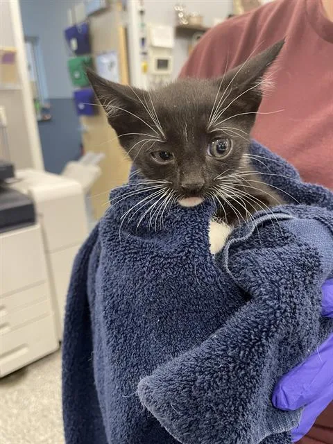 A baby small-sized male Domestic Short Hair cat named Tango for adoption in Palmetto, FL