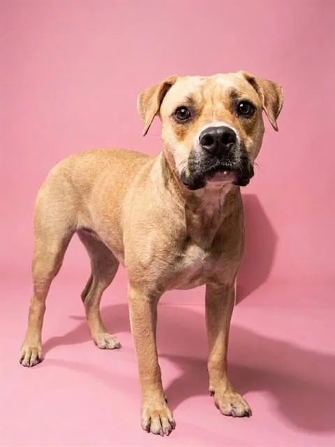 A young medium-sized female Mixed Breed dog named Rhaena for adoption in Jacksonville, FL