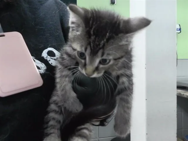 A baby small-sized female Domestic Short Hair cat named Lida Bida Boda But for adoption in Omaha, NE