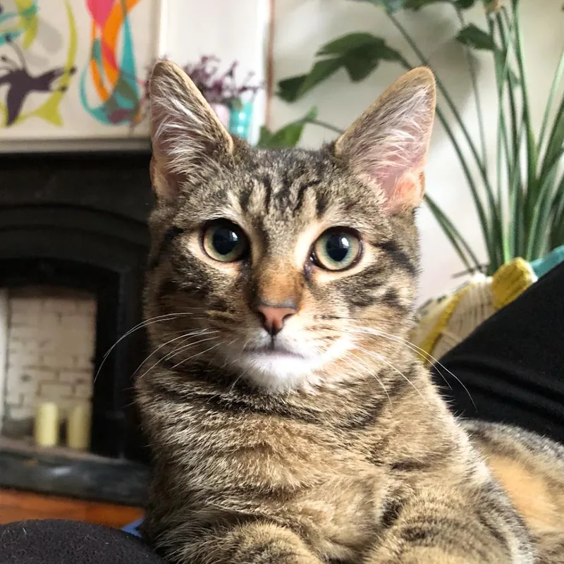 Harmonia thumbnail 2