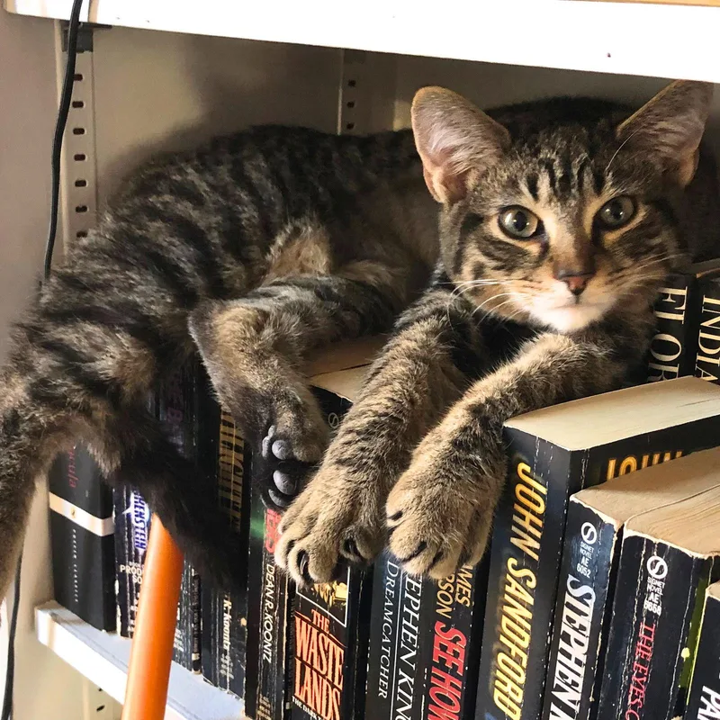 Harmonia thumbnail 3