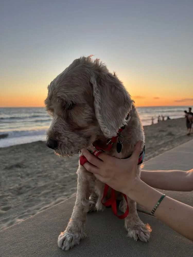 An adult small-sized male Goldendoodle dog named Bentley Odin for adoption in Bonita, CA