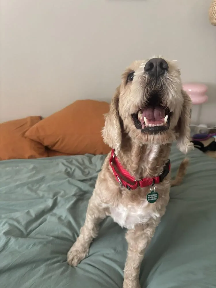 Bentley Odin thumbnail 2