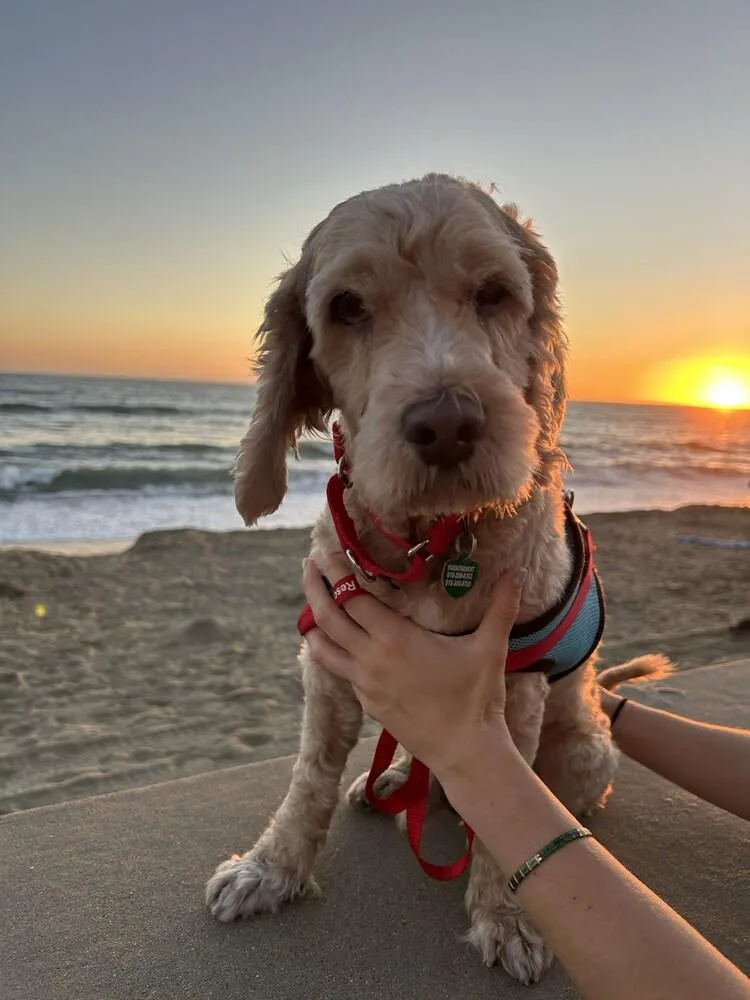 Bentley Odin thumbnail 5