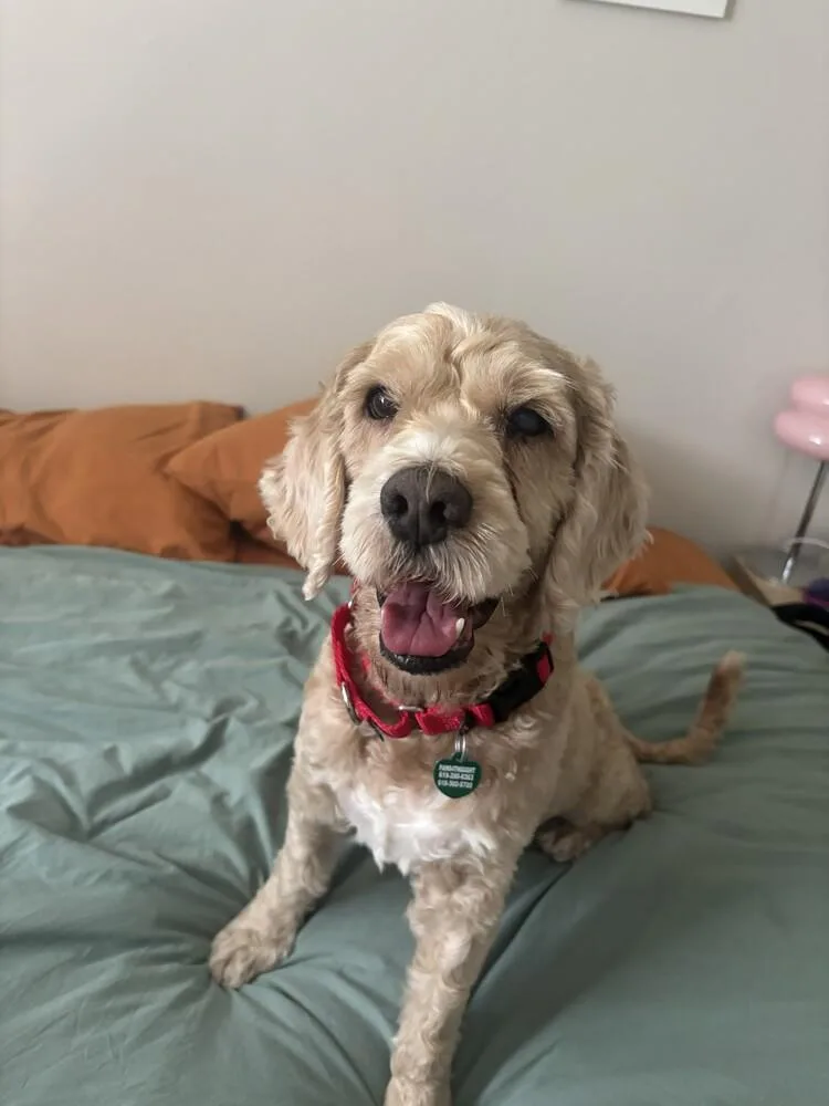 Bentley Odin thumbnail 6