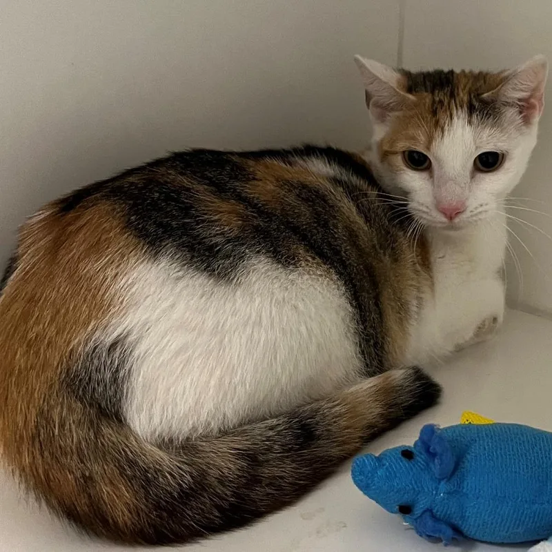 A young small-sized female Calico Domestic Short Hair cat named Sasha for adoption in New York, NY