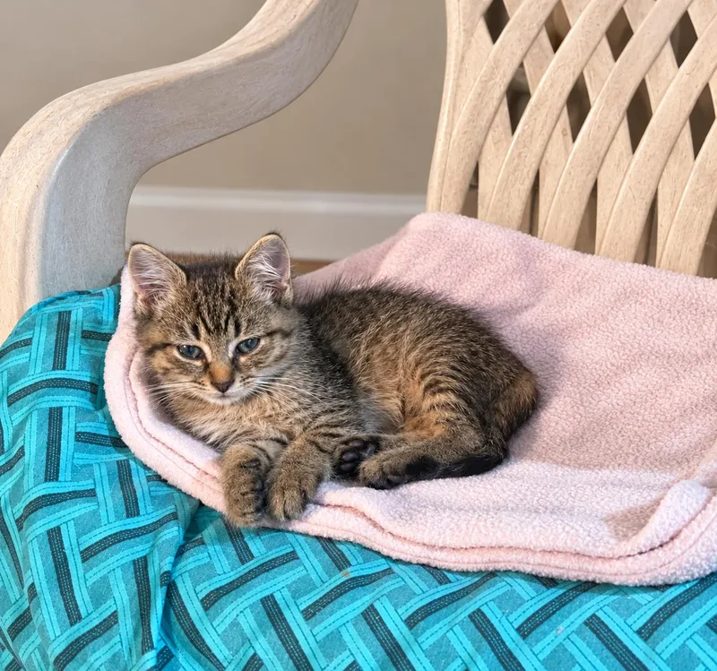 A baby medium-sized female Tabby (Brown / Chocolate) Tabby cat named Toots for adoption in Pickerington, OH