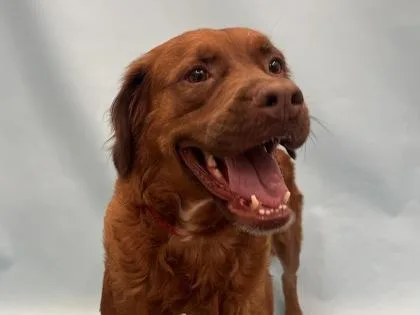 An adult large-sized female Mixed Breed dog named Strawberry for adoption in Golden Valley, MN