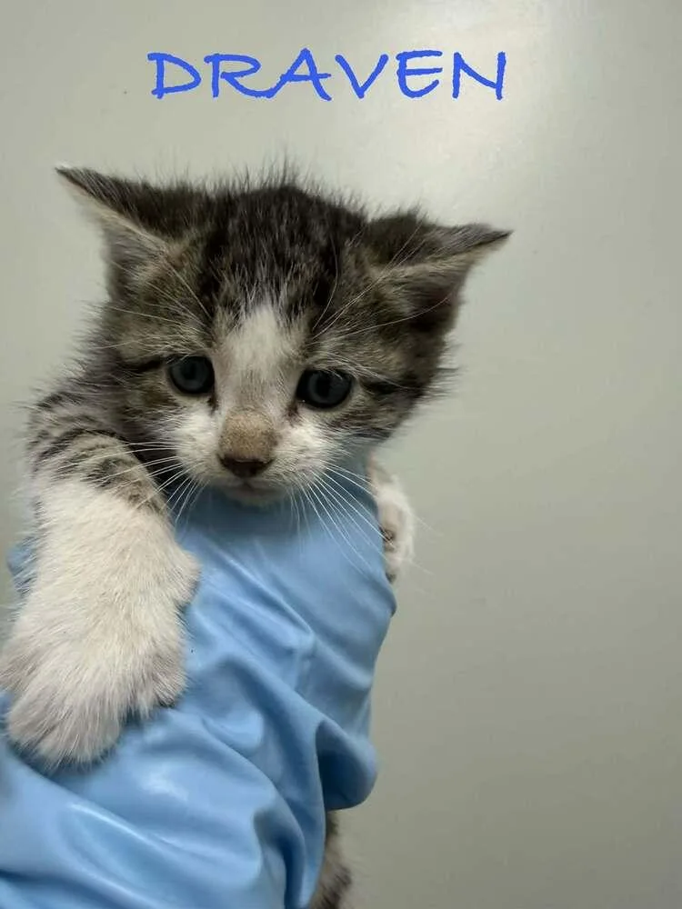 A baby small-sized male Black & White / Tuxedo Domestic Short Hair cat named Draven for adoption in Evansville, IN