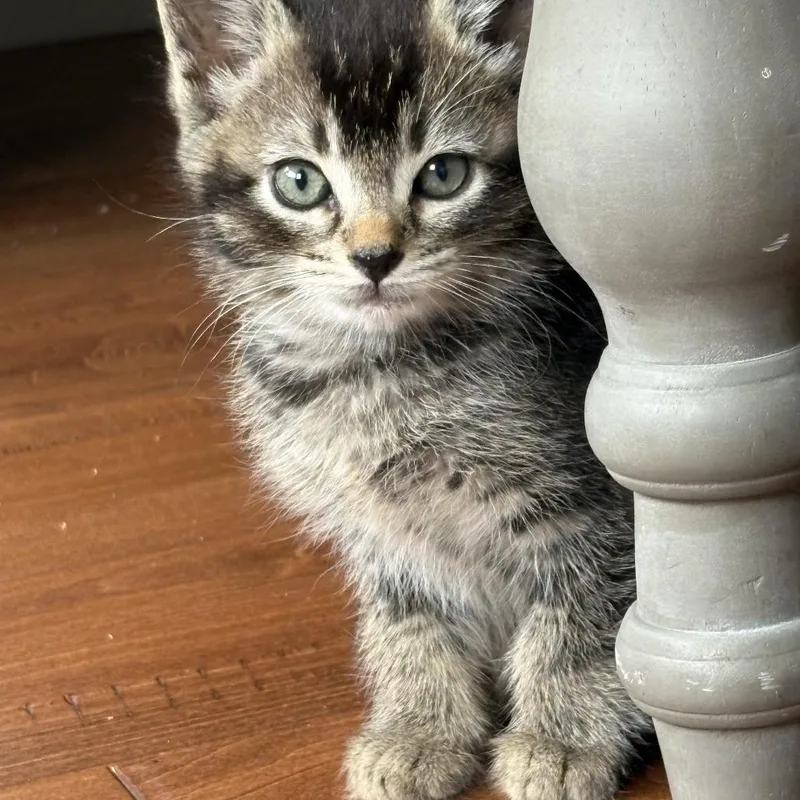 A baby small-sized male Brown / Chocolate Domestic Short Hair cat named Asparagus for adoption in Redwood City, CA