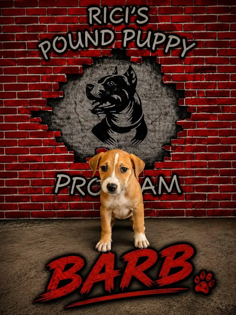 A baby medium-sized female Yellow / Tan / Blond / Fawn Hound dog named Barb for adoption in Mansfield, OH