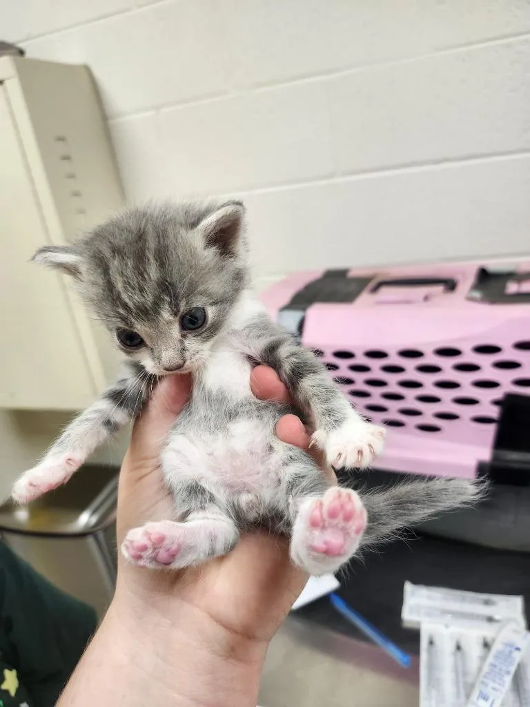 A baby medium-sized male Domestic Short Hair cat named Elliot for adoption in Greeneville, TN