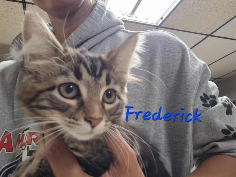 A baby medium-sized male Manx cat named Frederick for adoption in Cincinnati, OH