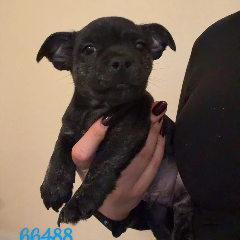A baby small-sized male Brindle Boston Terrier dog named Waylon for adoption in Chico, CA