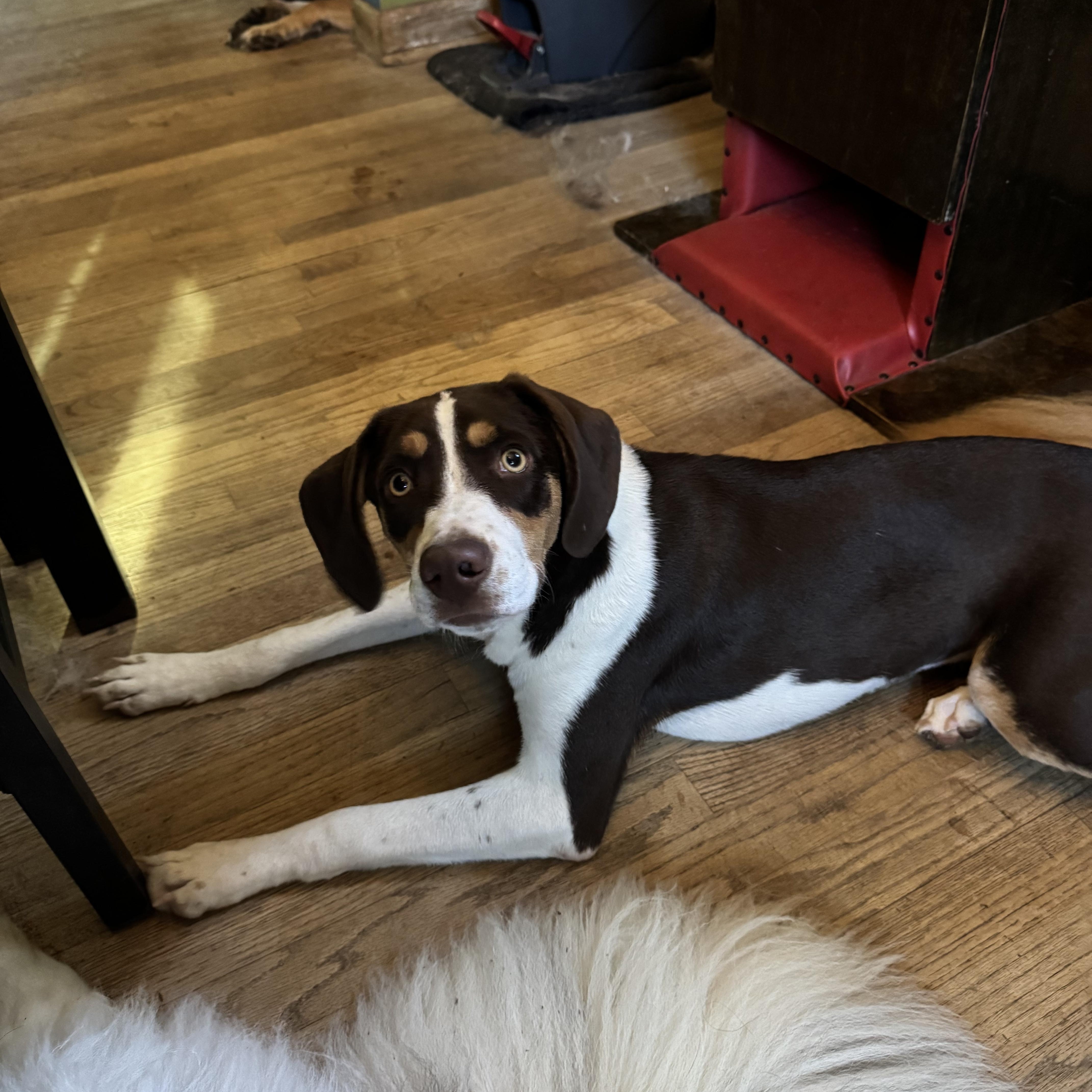 A baby medium-sized female Tricolor (Brown, Black, & White) Hound dog named Enya for adoption in Watertown, CT