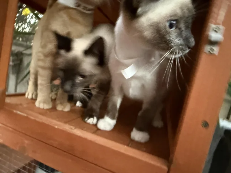 An adult medium-sized male Blue Cream Siamese cat named Edward for adoption in Oceanside, CA