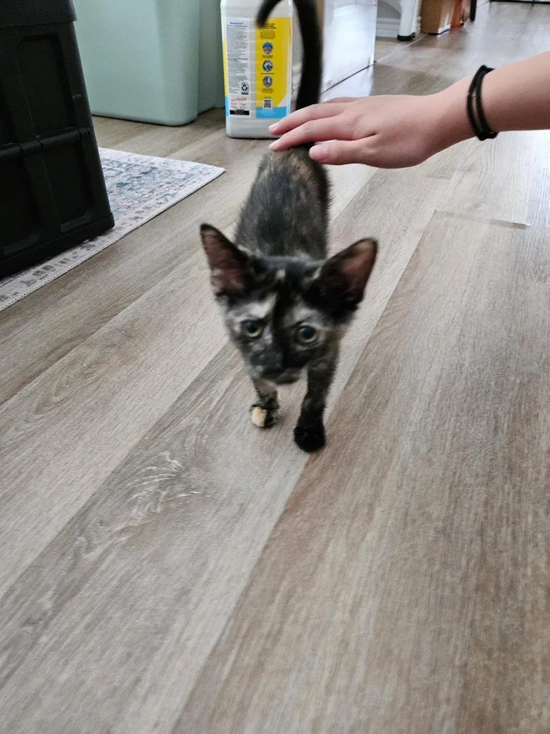 A baby medium-sized female Domestic Short Hair cat named Squinks for adoption in Frisco, TX