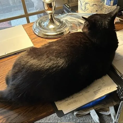 An adult large-sized female Black Domestic Short Hair cat named Fibi for adoption in Prosper, TX