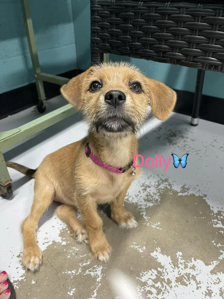 A baby small-sized female Terrier dog named Dolly for adoption in Chattanooga, TN