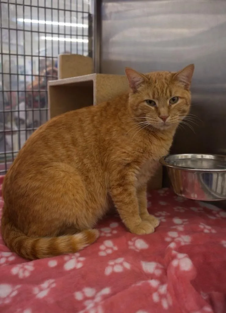 Greenie Il thumbnail 2