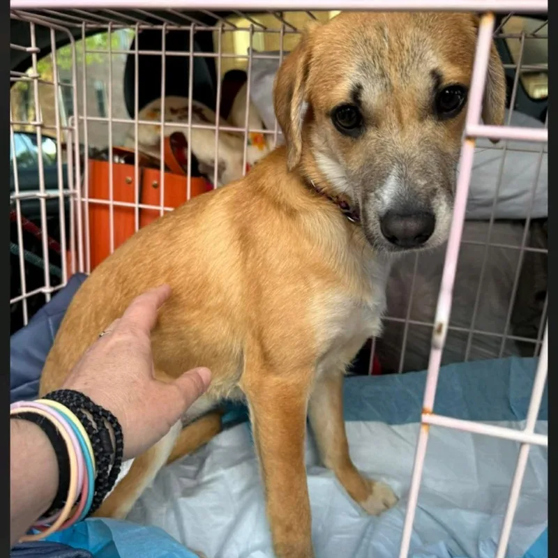 A young small-sized female Yellow / Tan / Blond / Fawn Terrier dog named Briar for adoption in Columbia Station, OH