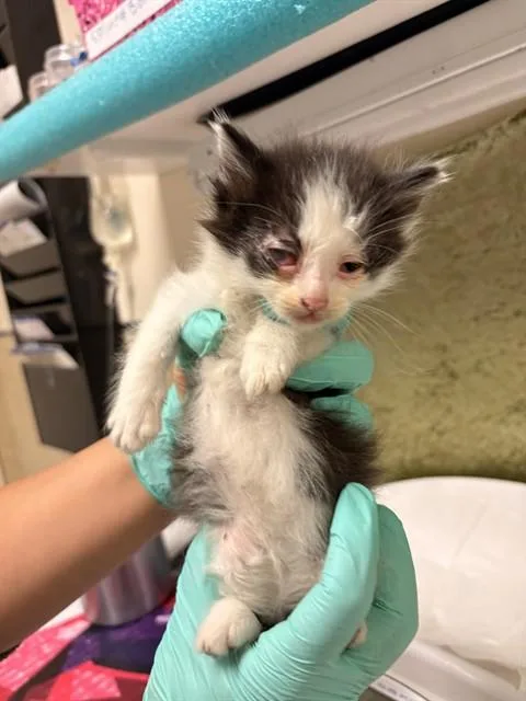 A baby medium-sized female Domestic Short Hair cat named Mighty for adoption in Riverside, CA