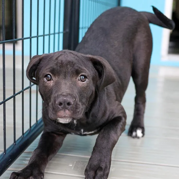 A baby large-sized female Black Pit Bull Terrier dog named Maisie for adoption in Bradenton, FL