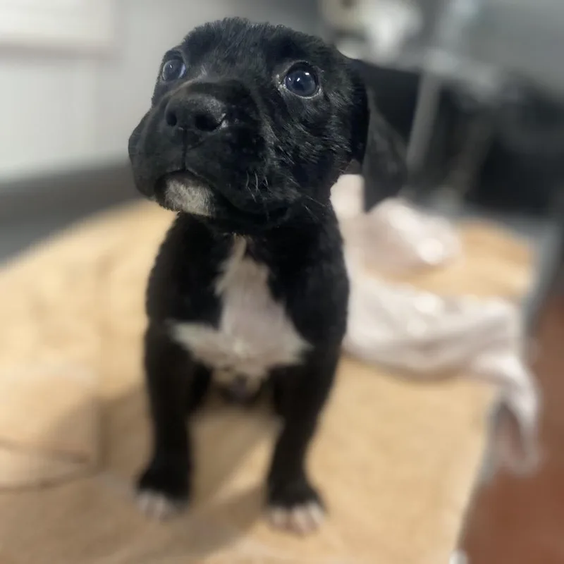 A baby small-sized male Black Mixed Breed dog named Michelangelo for adoption in Columbus, NC