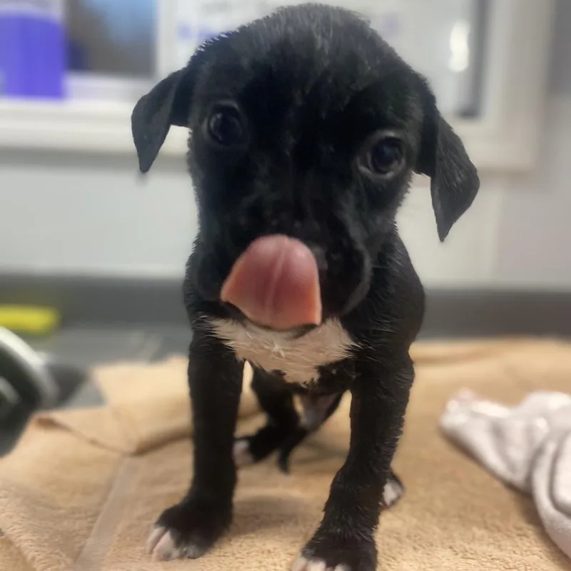 Michelangelo thumbnail 2