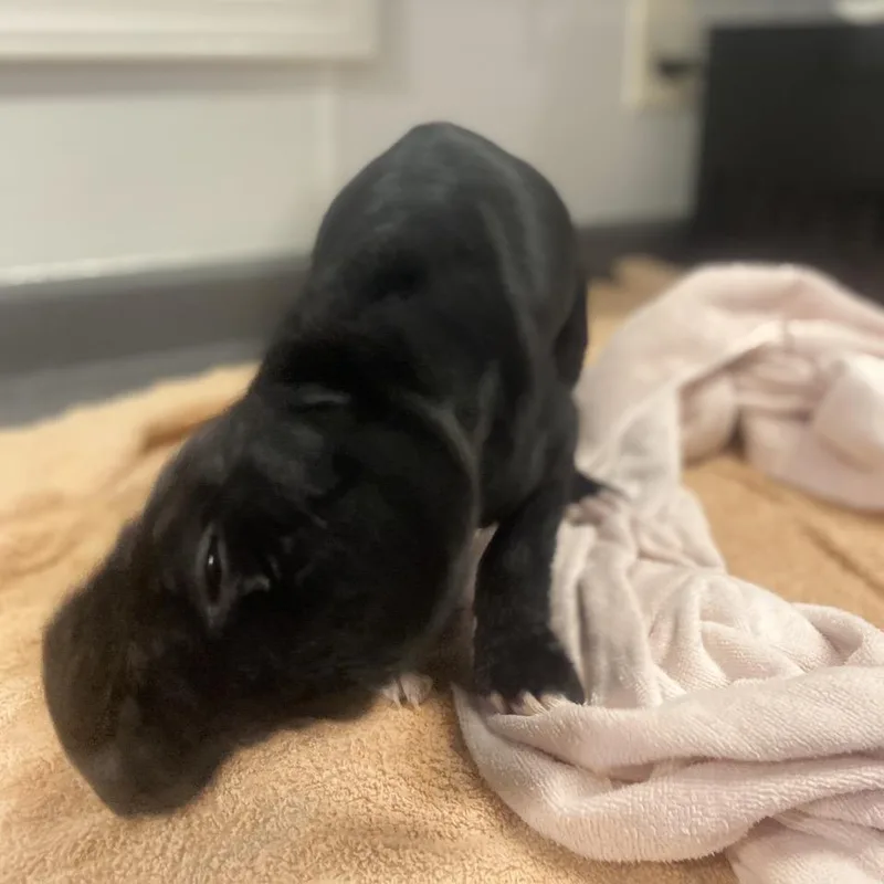 Michelangelo thumbnail 3