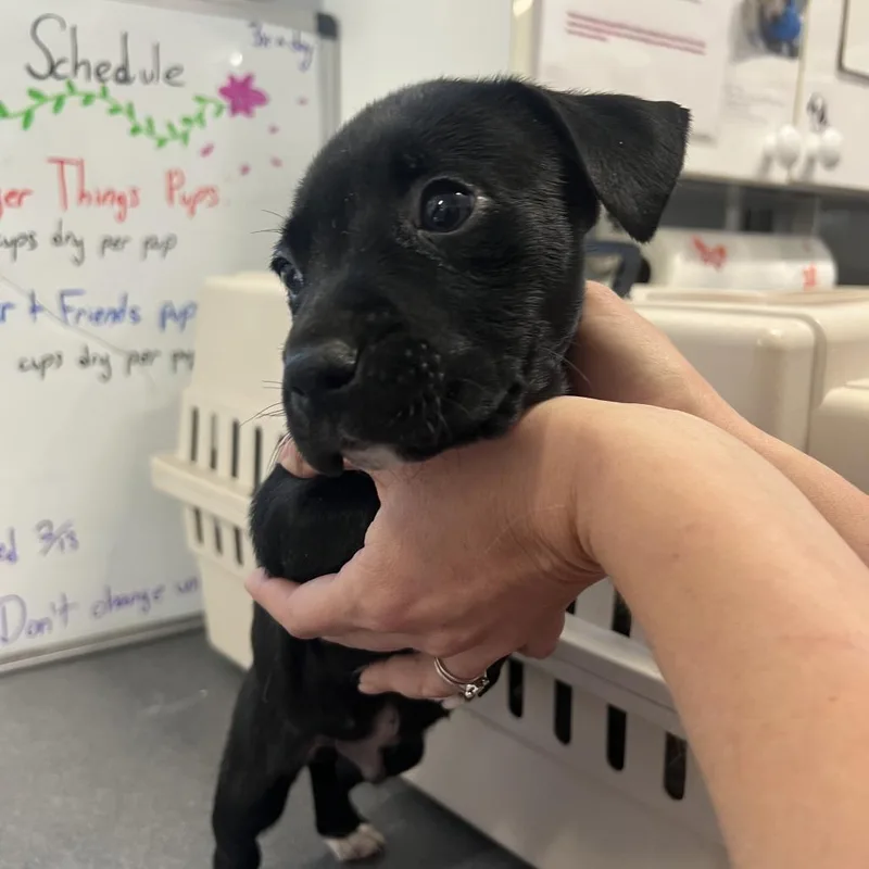 Michelangelo thumbnail 4