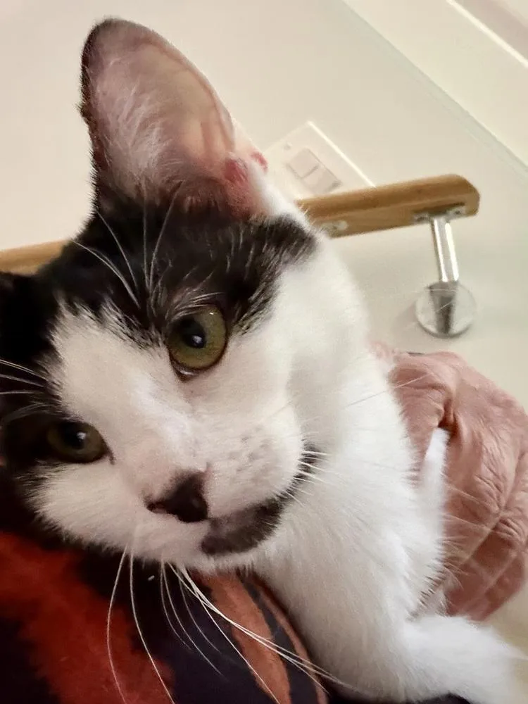 Manfredi thumbnail 2