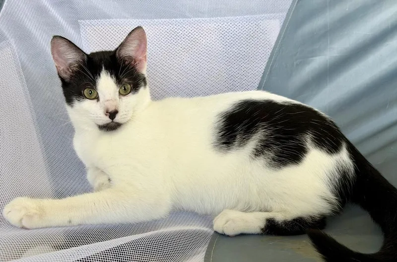 Manfredi thumbnail 3