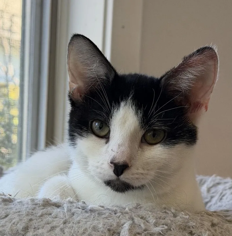 Manfredi thumbnail 4