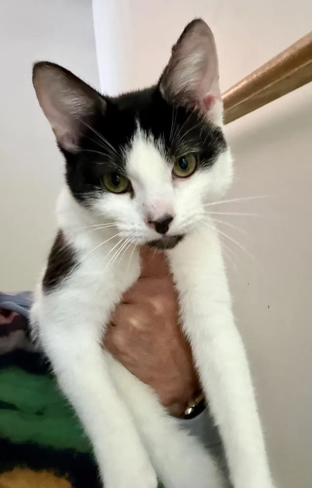 Manfredi thumbnail 5