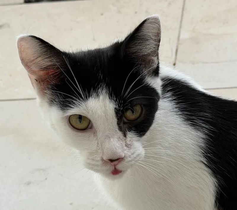 Manfredi thumbnail 6