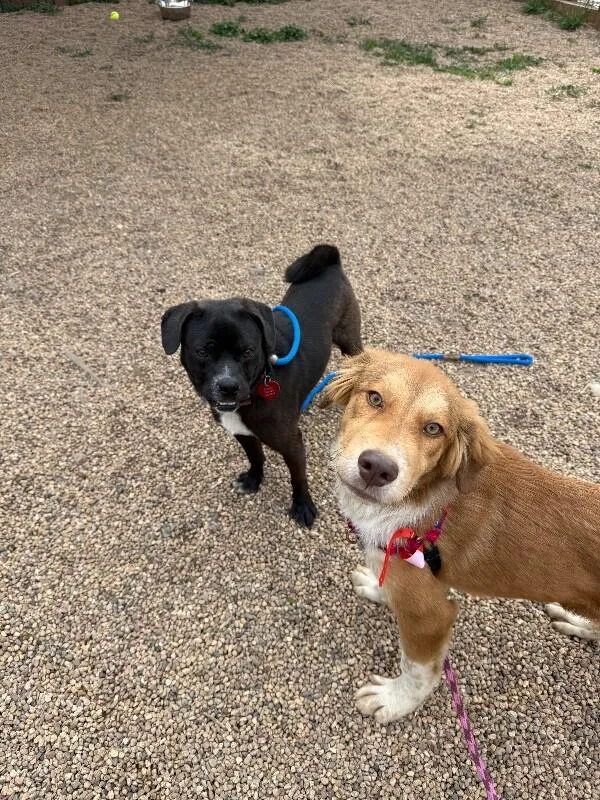 A baby medium-sized male Red / Chestnut / Orange Mixed Breed dog named Rodizio for adoption in Fort Collins, CO